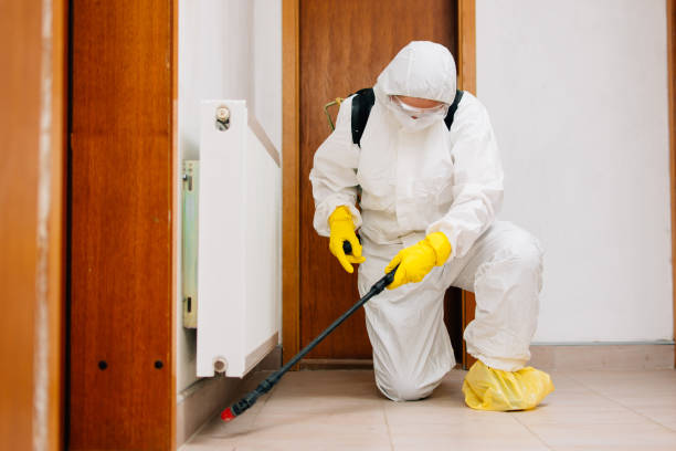 Kenali Layanan Lengkap yang Ditawarkan Jasa Anti Rayap